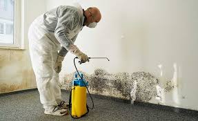 Best Mold Damage Restoration  in Chimayo, NM